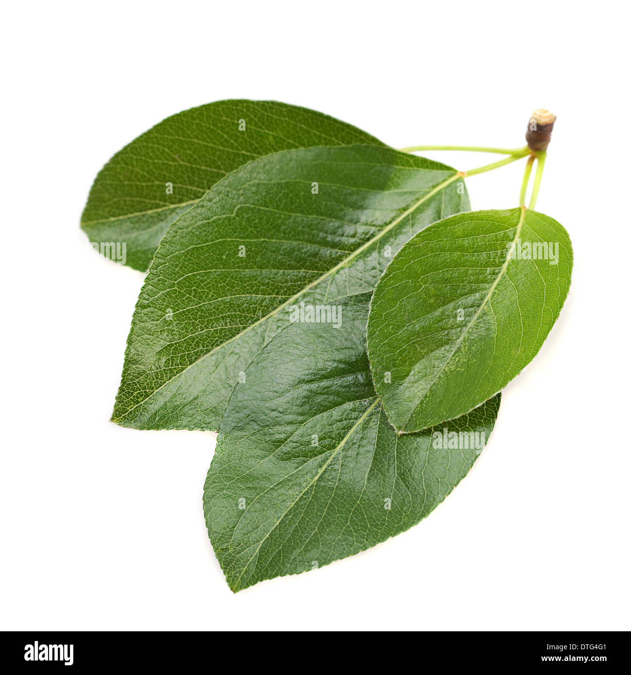 Gros plan des feuilles du cerisier isolated on white Banque D'Images