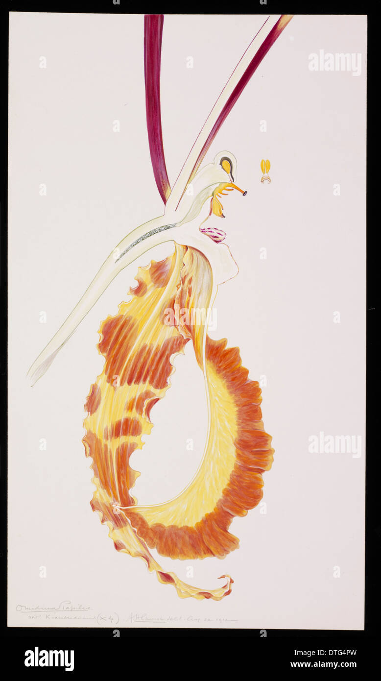 Psychopsis papilio Banque D'Images