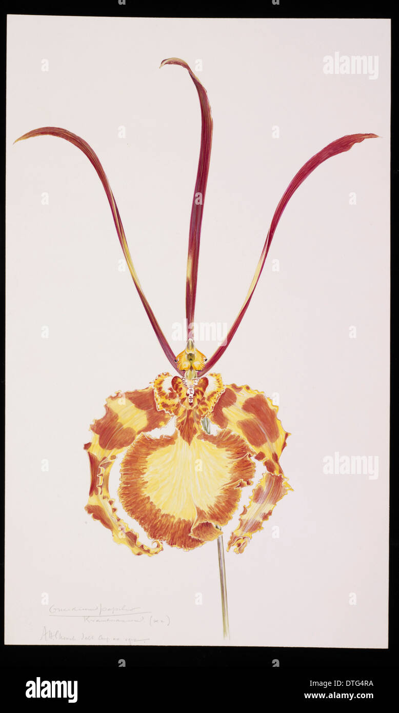 Psychopsis papilio Banque D'Images