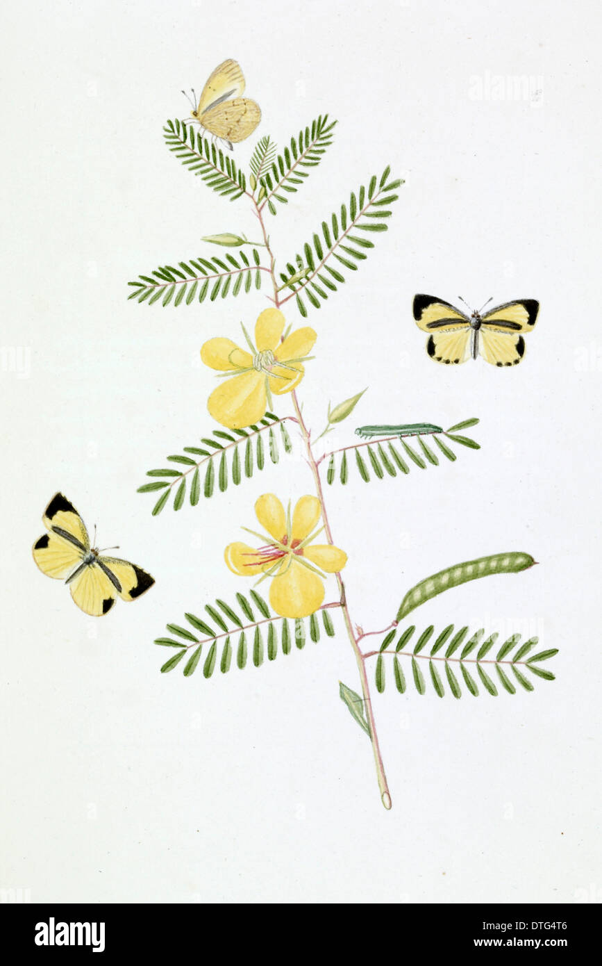 Papilio, strié noir petit papillon jaune Banque D'Images