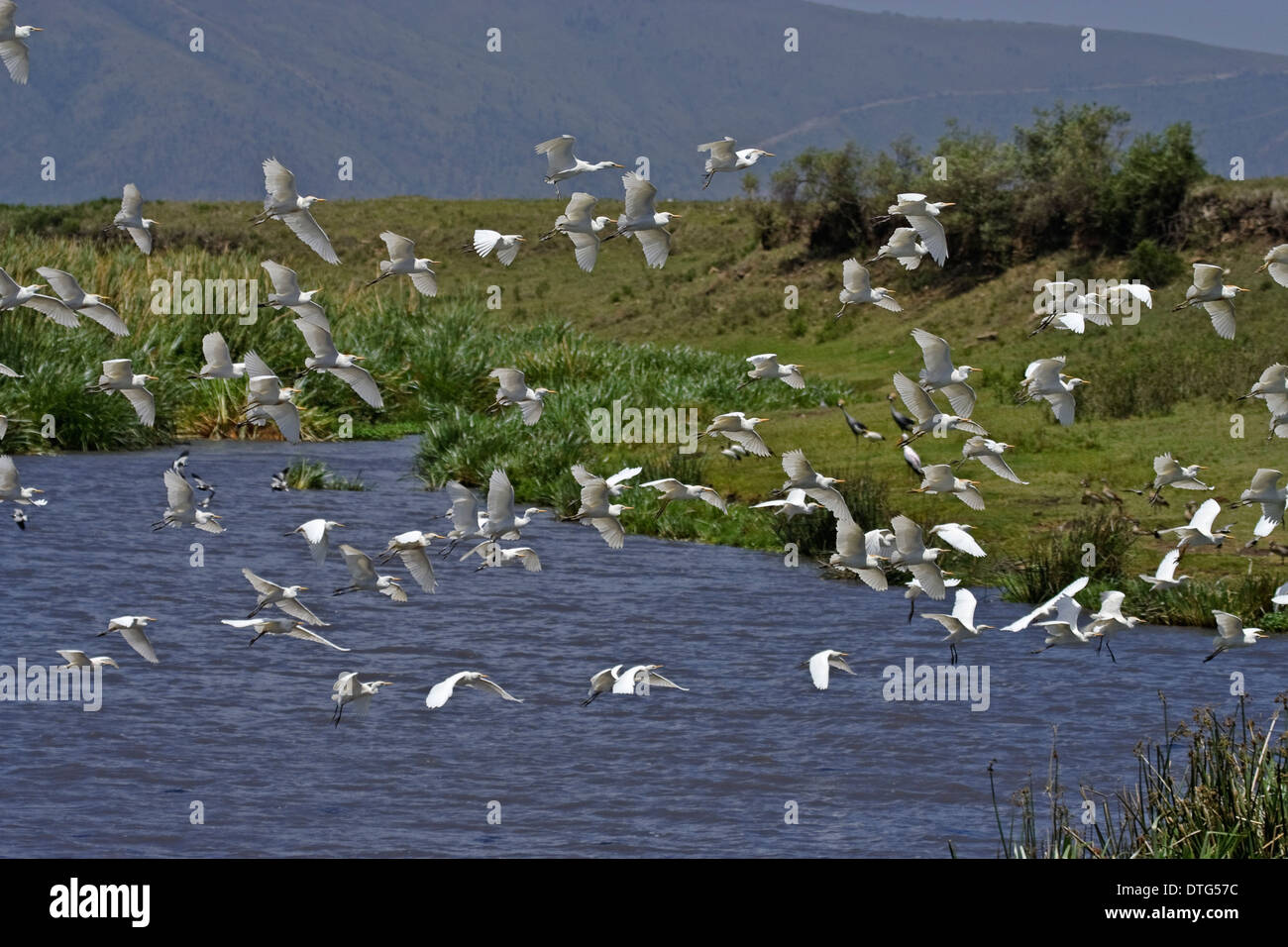 Garde-boeufs (Bubulcus ibis) et forgeron vanneaux (Vanellus armatus) volant au bord du lac dans le cratère du Ngorongoro Banque D'Images