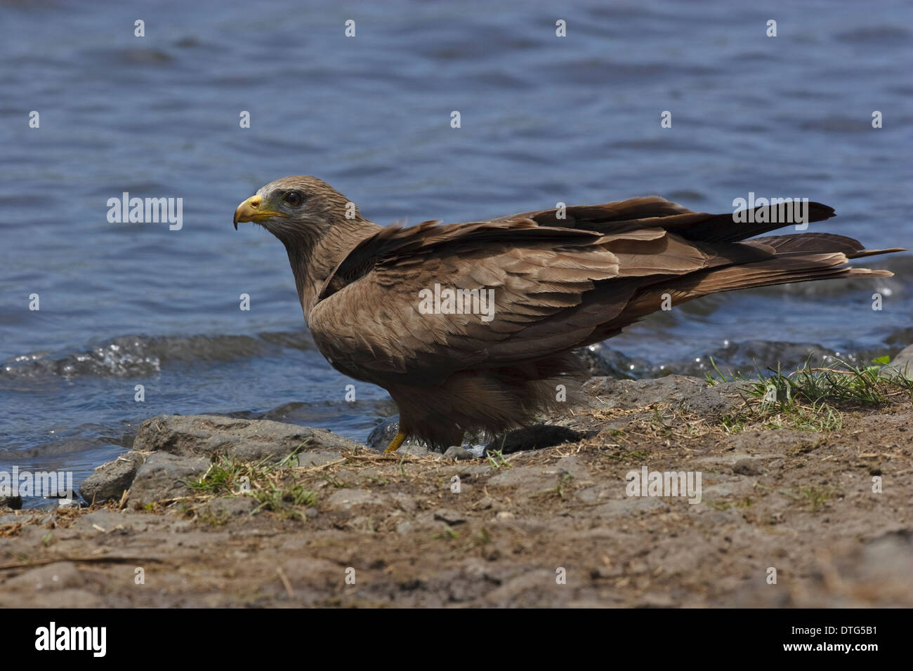 Yellow-Kite (Milvus aegyptius parasitus ssp.) une scission de milan noir (Milvus migrans aegyptius) debout sur le terrain Banque D'Images