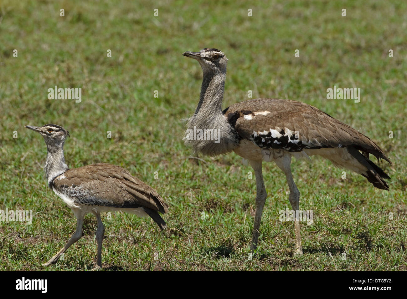 Kori Bustard Choriotis Kori Banque D Image Et Photos Alamy