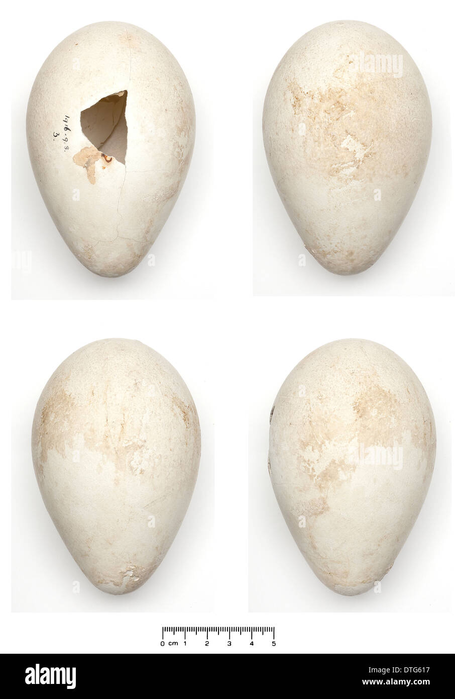 Aptenodytes forsteri, manchot empereur egg Banque D'Images