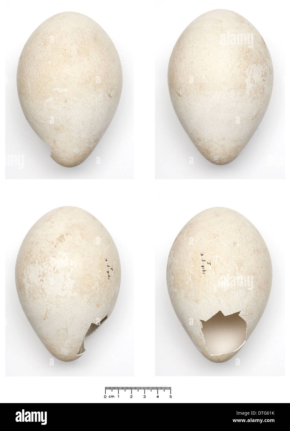 Aptenodytes forsteri, manchot empereur egg Banque D'Images