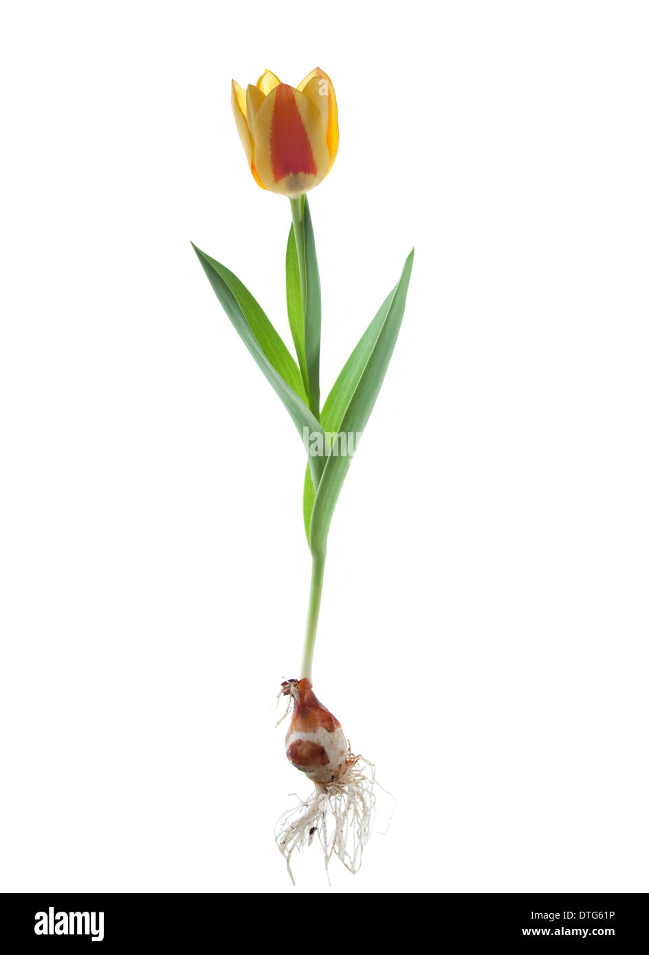 Dwarf yellow tulip tulipa stresa Banque D'Images