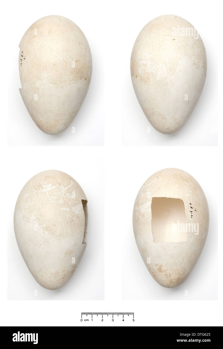 Aptenodytes forsteri, manchot empereur egg Banque D'Images