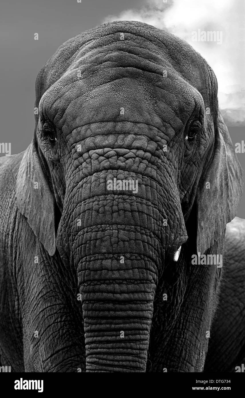 Un portrait sur la tête avec beaucoup de contact avec les yeux d'un éléphant Banque D'Images