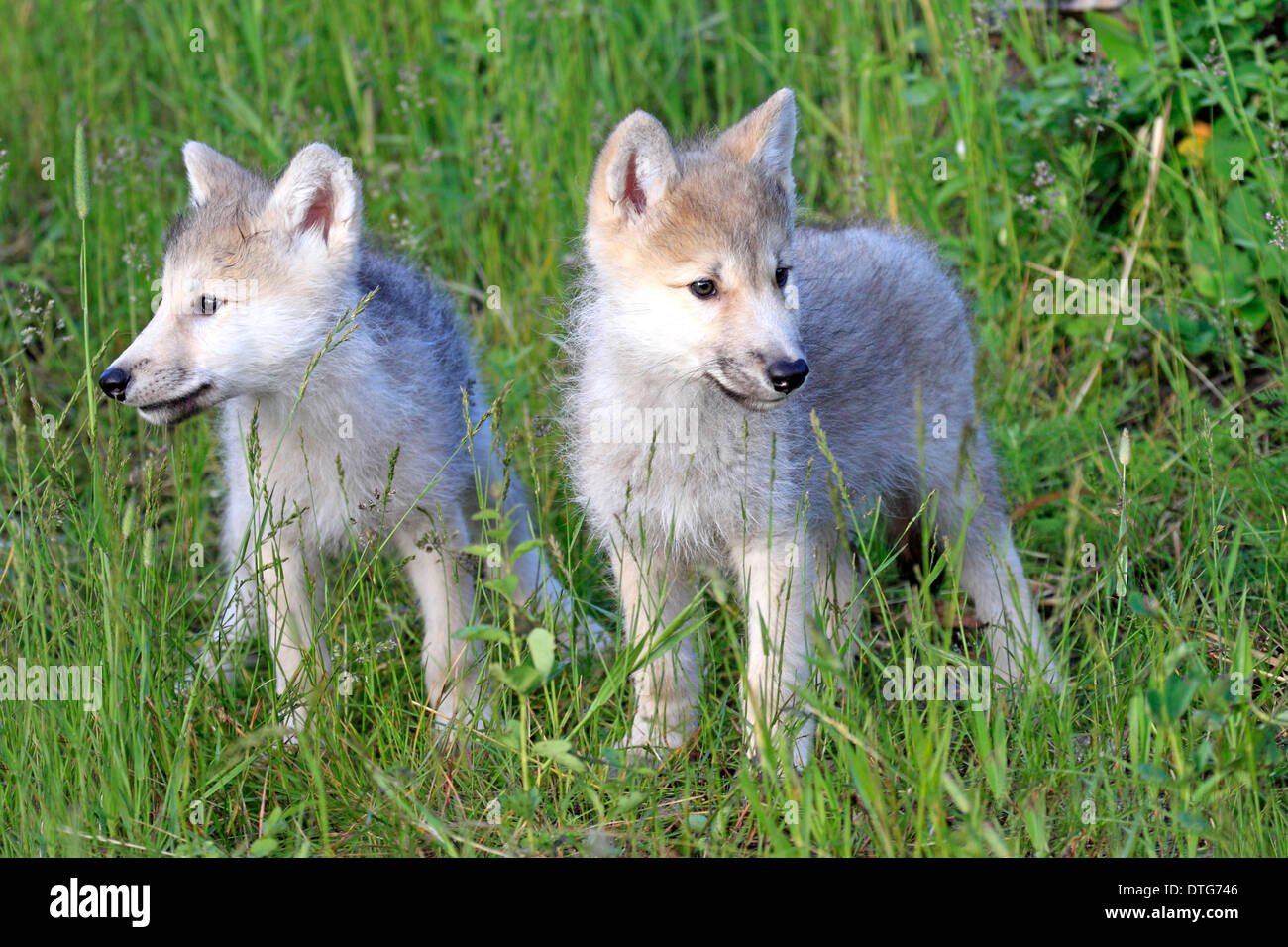 Les loups, les louveteaux, 8 semaines / (Canis lupus) Banque D'Images