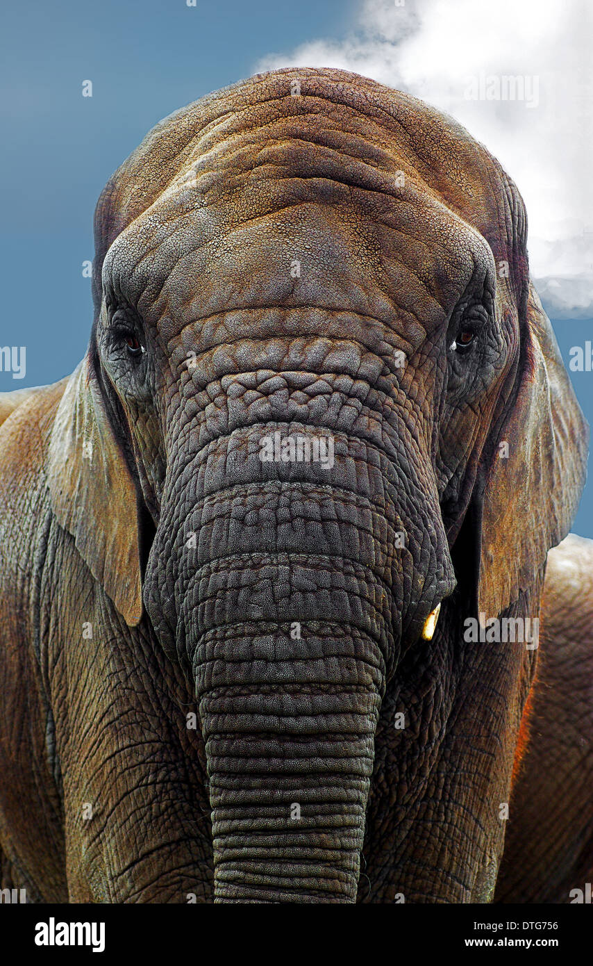 Un visage au portrait d'un éléphant avec beaucoup de contact avec les yeux Banque D'Images