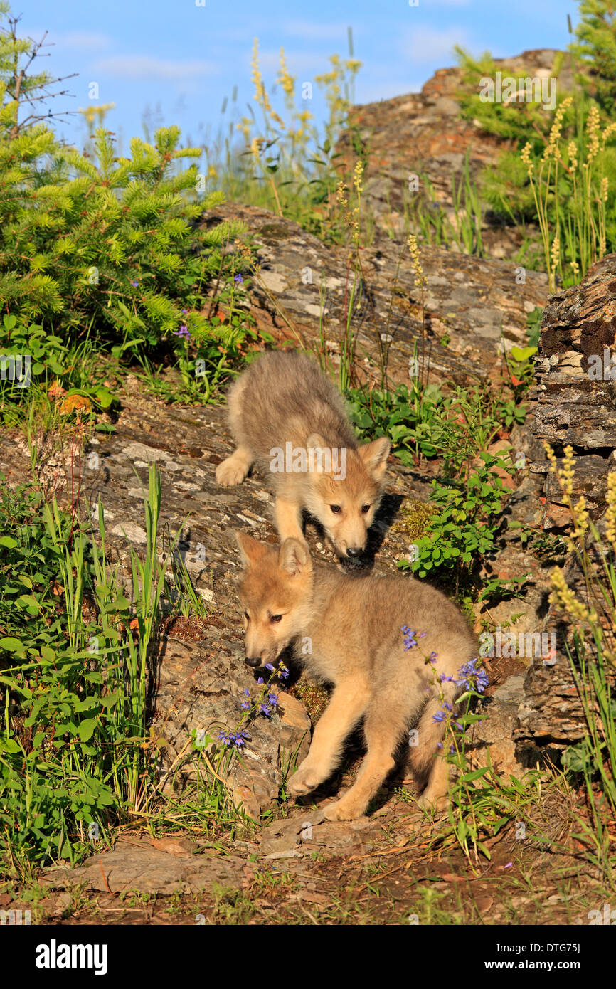 Les loups, les louveteaux, 8 semaines / (Canis lupus) Banque D'Images