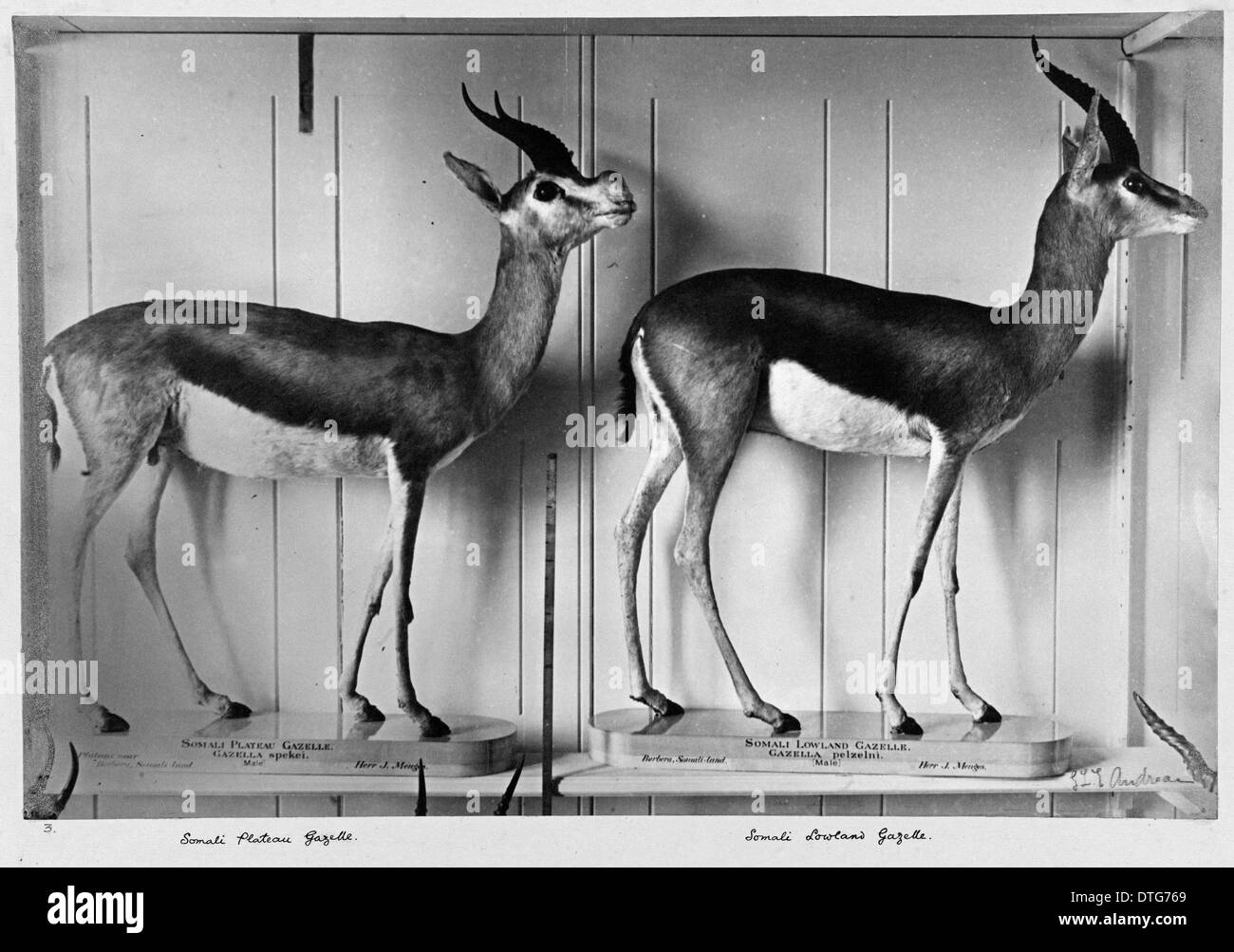 Les gazelles en basse Galerie des mammifères. 5 Juillet 1892 Banque D'Images