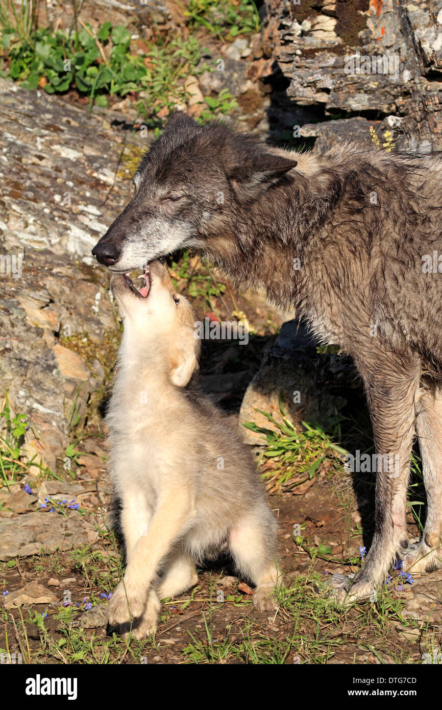 Avec Wolf cub, 8 semaines / (Canis lupus) Banque D'Images