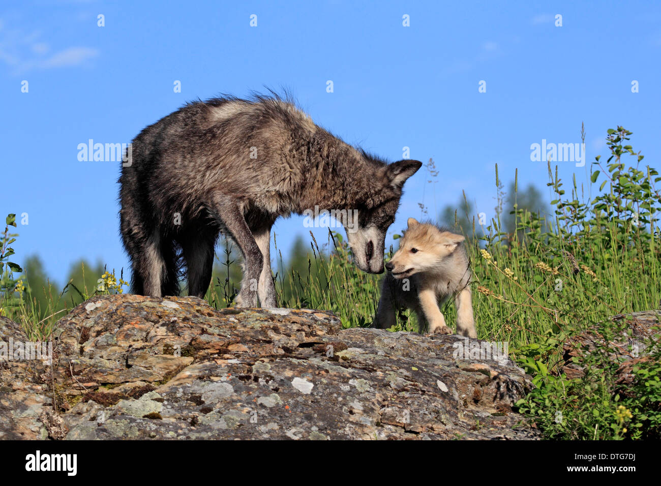 Avec Wolf cub, 8 semaines / (Canis lupus) Banque D'Images