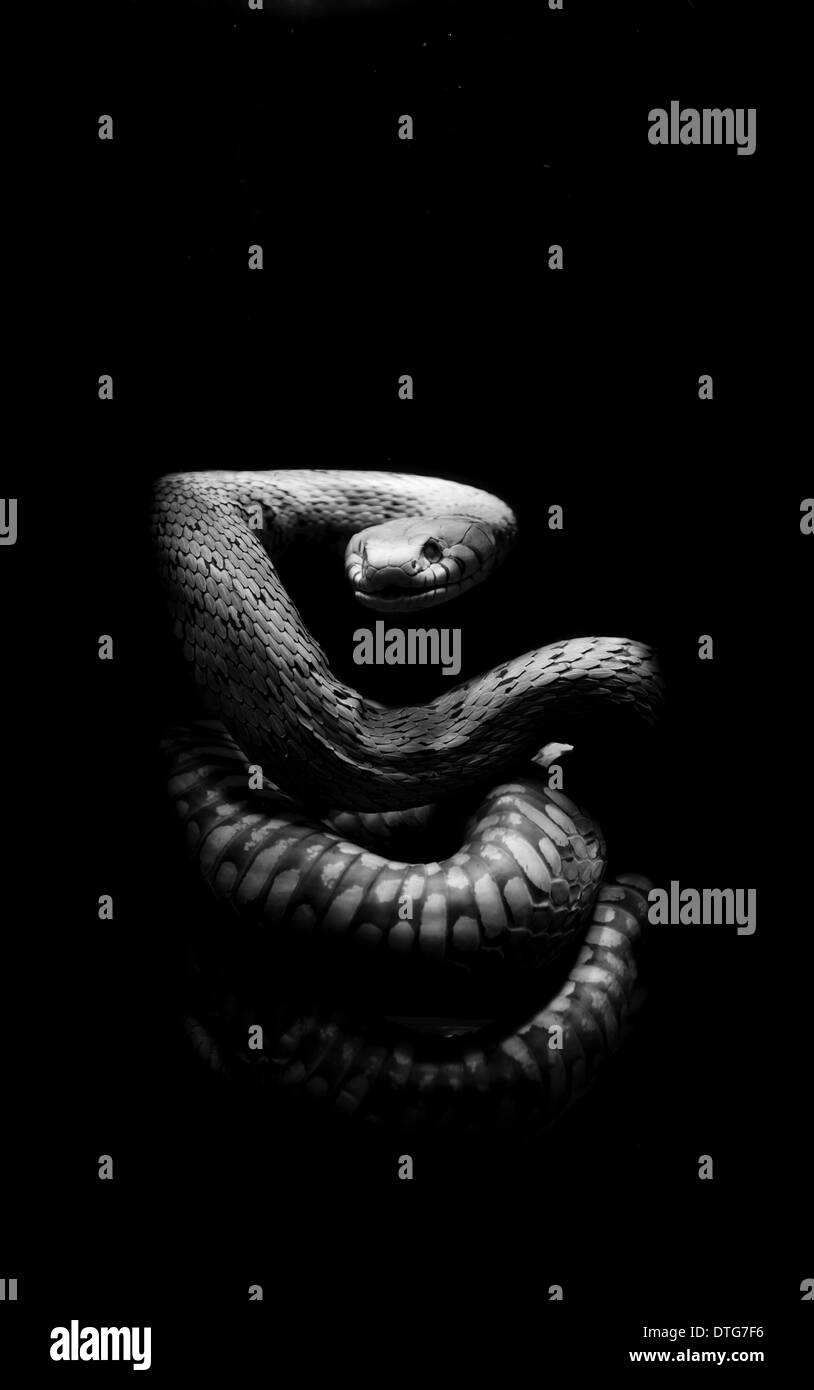 - Un venin enroulés serpent tourné très préservé Banque D'Images