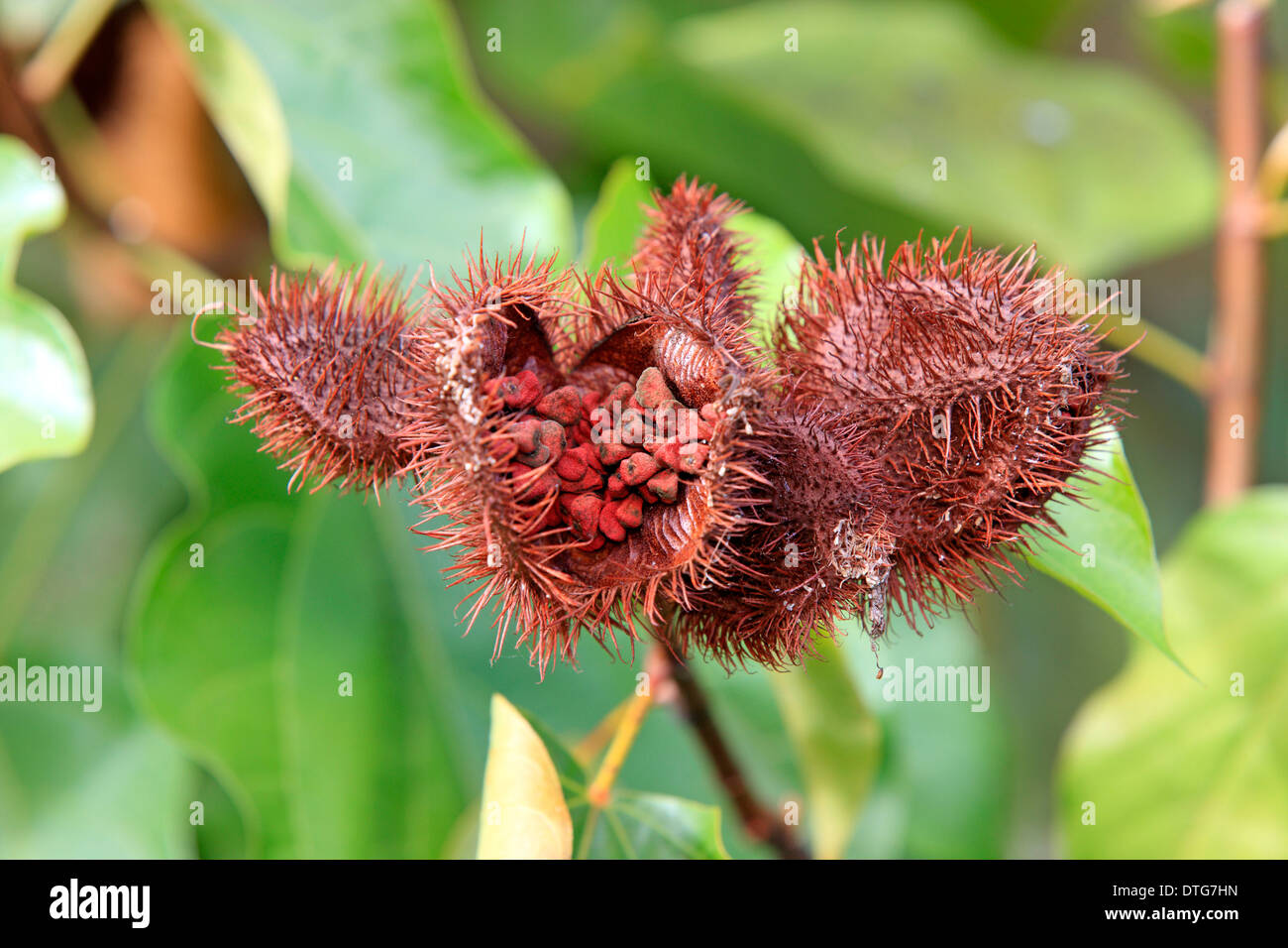 Arbre généalogique de rouge à lèvres, Madagascar / (Bixa orellana) / Bixaceae Banque D'Images