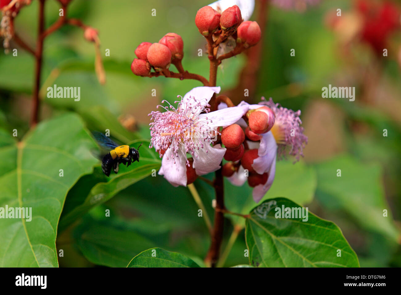 Arbre généalogique de rouge à lèvres, Madagascar / (Bixa orellana) / Bixaceae Banque D'Images