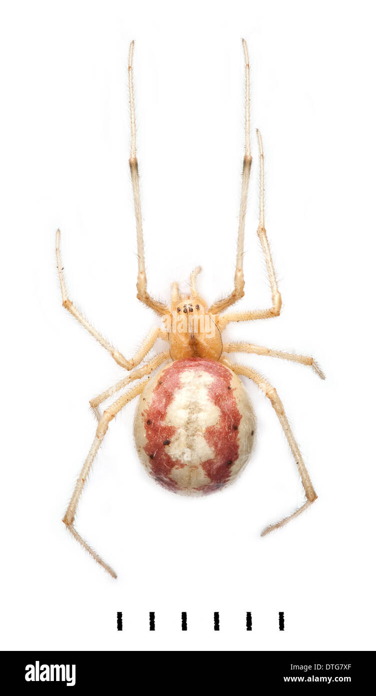 Enoplognatha ovata, Spider Candy Stripe Banque D'Images