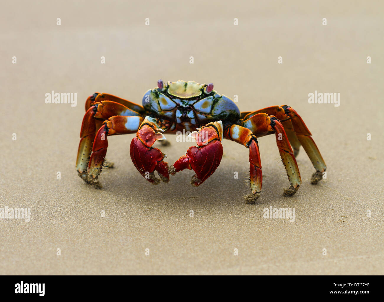 Cette sally light pieds stands de crabe congelé comme je capturer rapidement son image. Banque D'Images