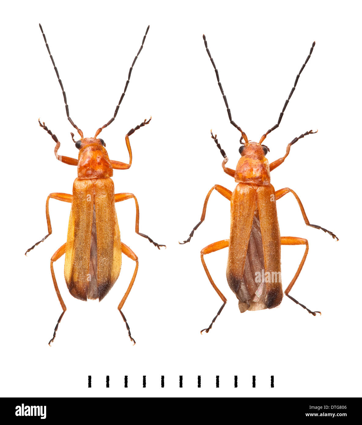 Rhagonycha fulva, Soldat Beetle rouge commun Banque D'Images