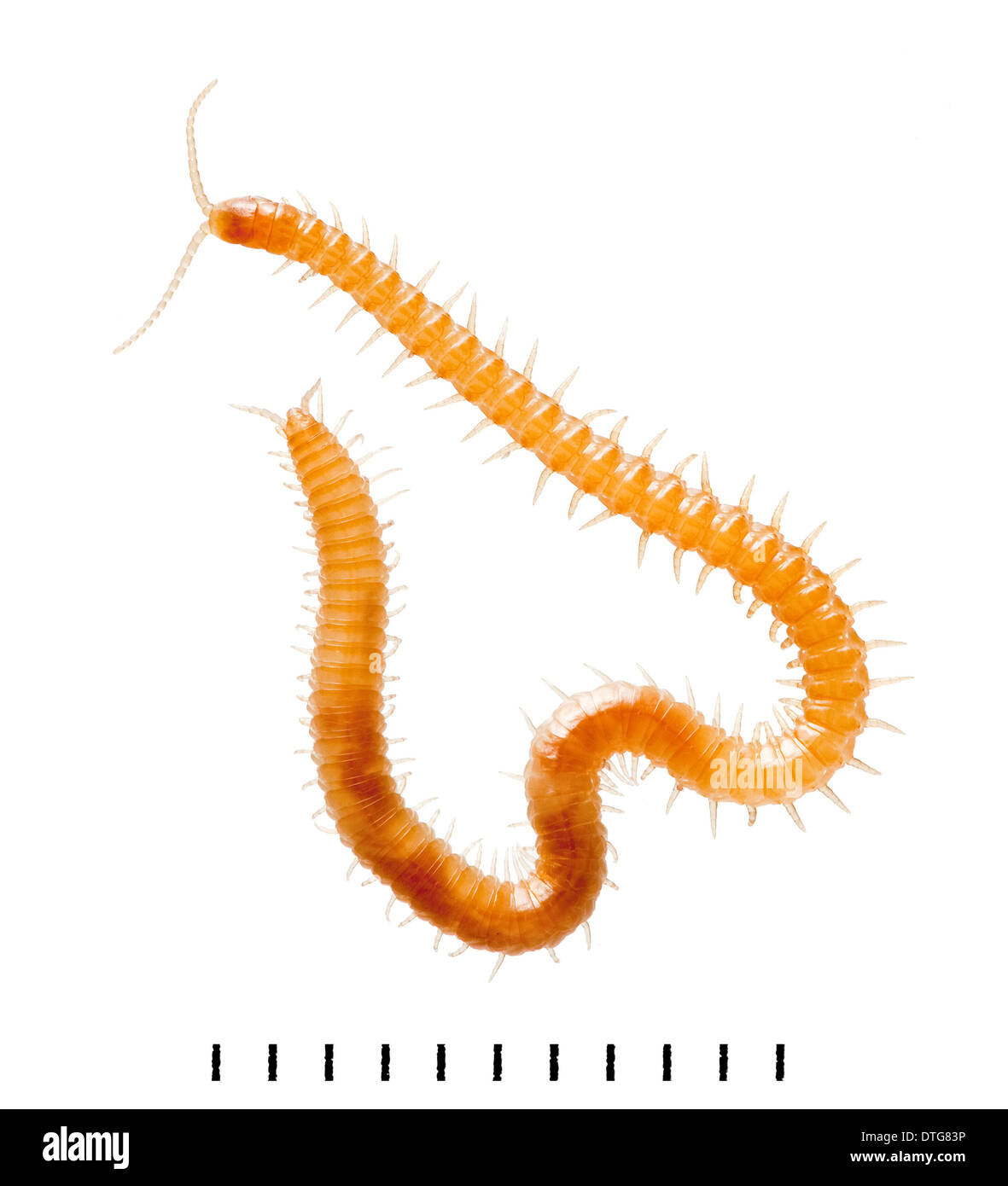 Geophilidae, centipede Terre Banque D'Images
