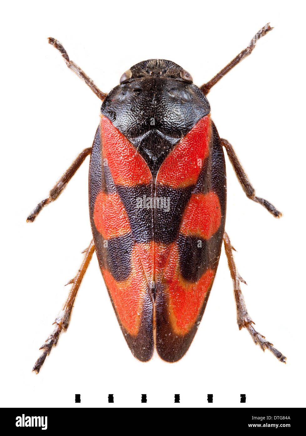 Cercopis vulnerata, Noir et rouge froghopper Banque D'Images