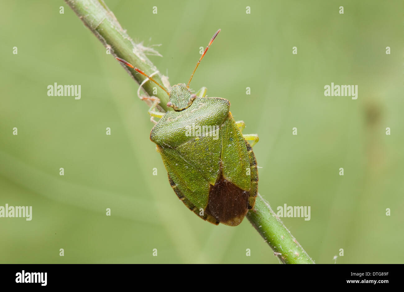 Palomena prasina, Green Shield bug Banque D'Images