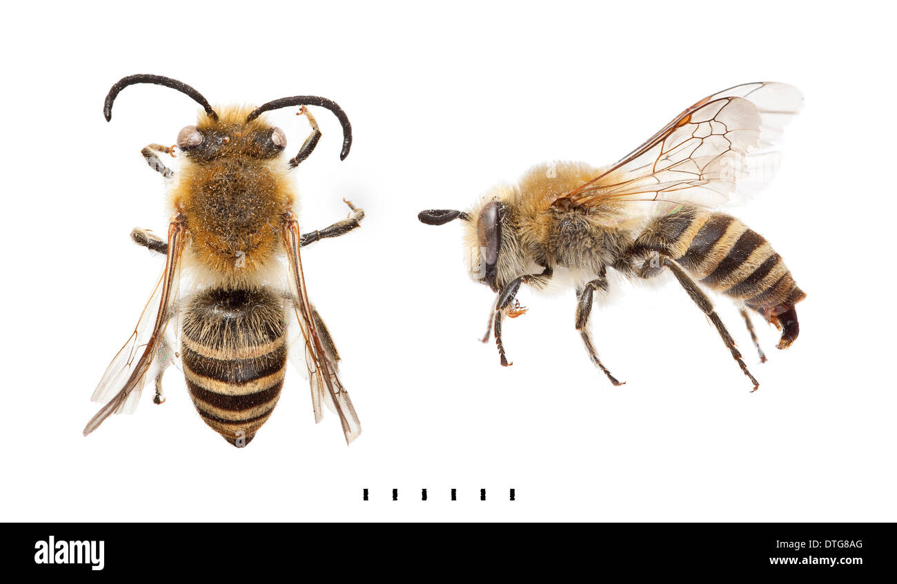 Colletes hederae, Ivy Bee Banque D'Images