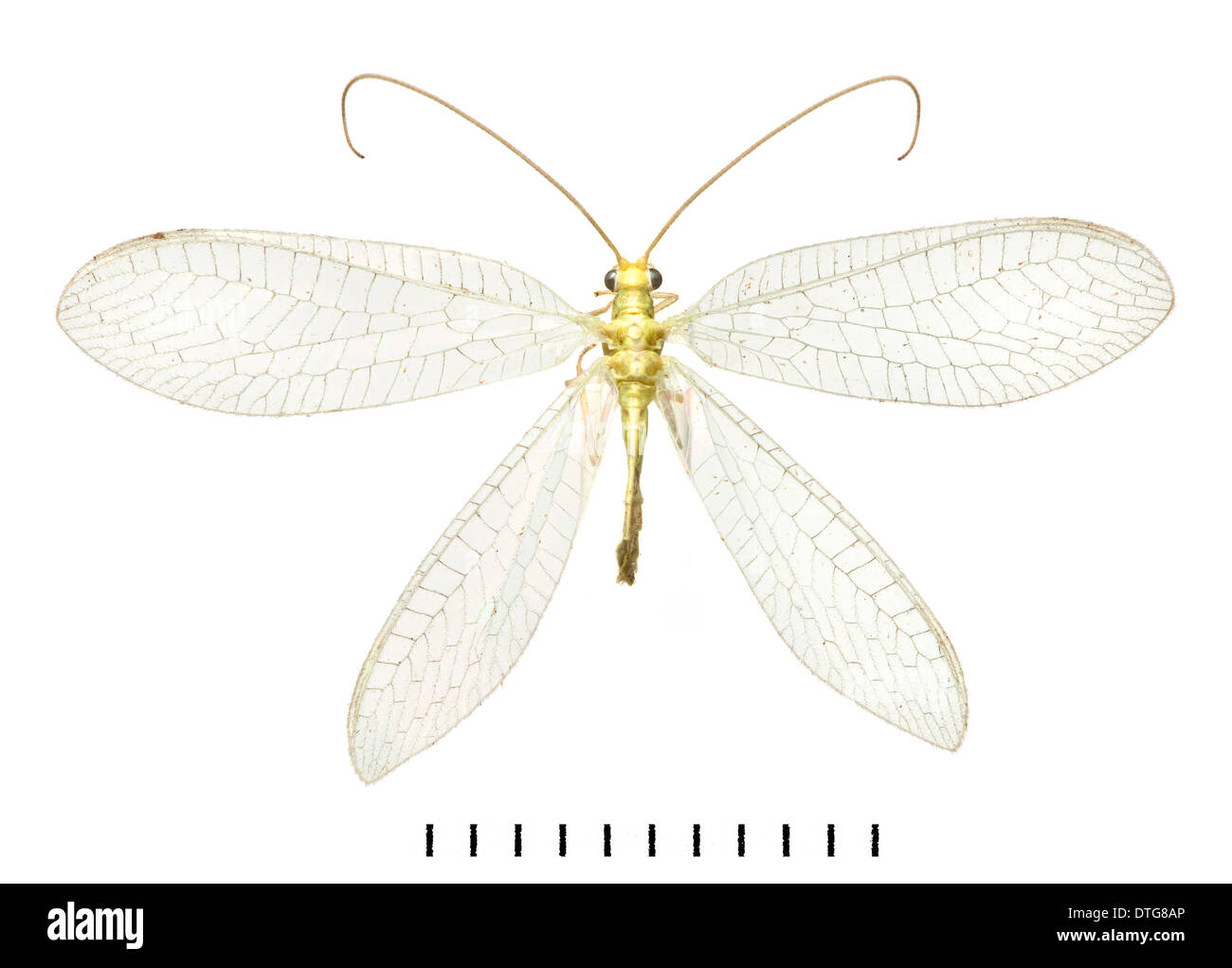 Lacewing Banque D'Images