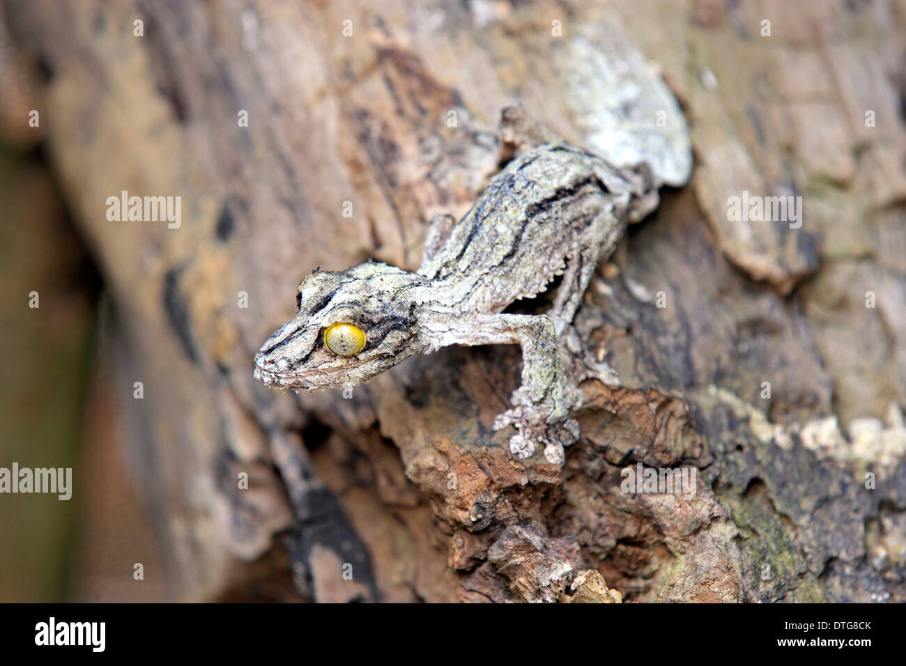 Mossy gecko à queue de feuille, Uroplatus sikorae / (Madagascar) Banque D'Images
