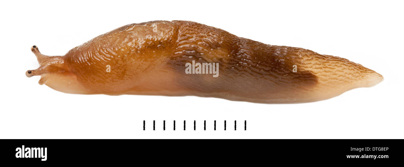 Slug, Gastropoda Banque D'Images