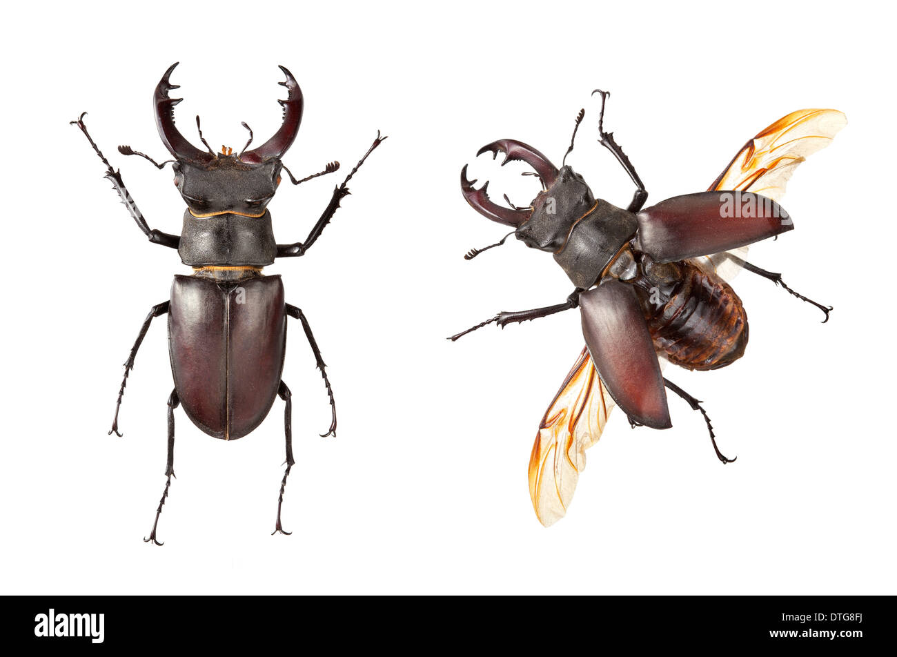 Lucanus cervus, Stag Beetle homme Banque D'Images