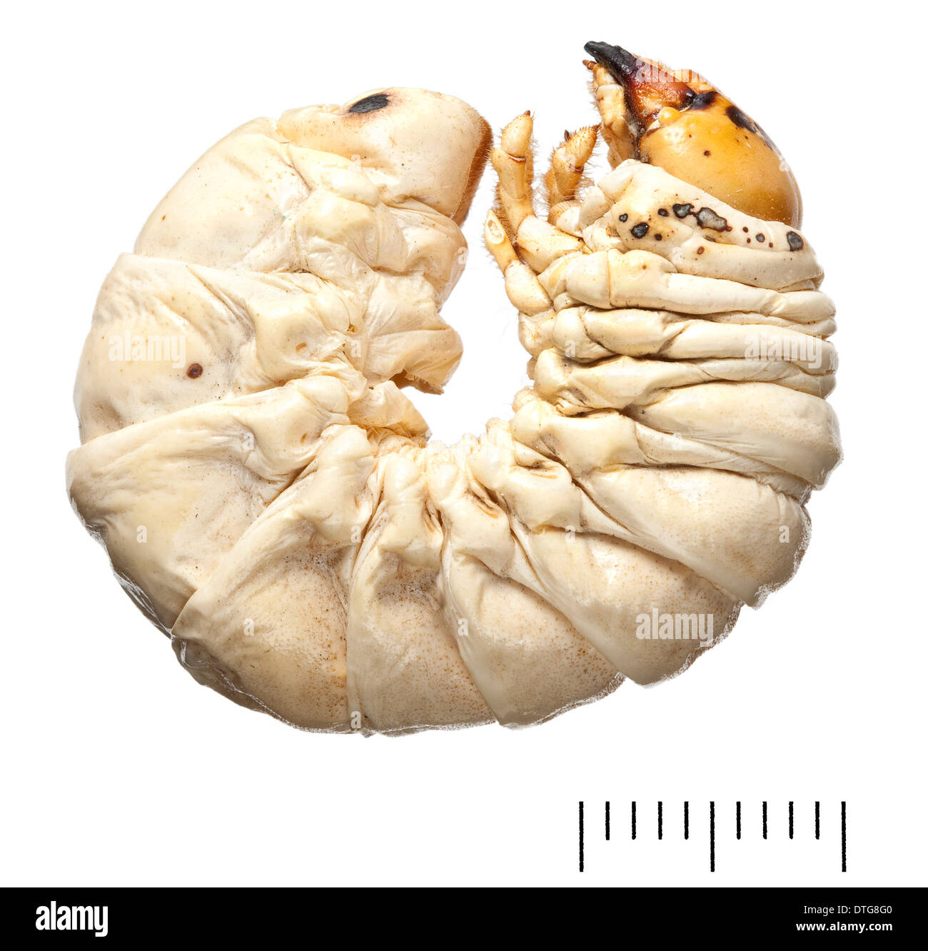 Lucanus cervus, Stag Beetle larva Banque D'Images