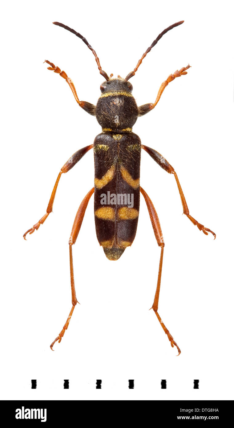 Clytus arietis, Wasp beetle Banque D'Images