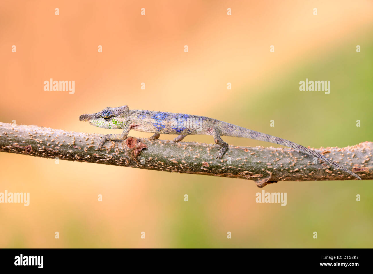 Big-nosed Chameleon, homme, Madagascar / Calumma (nasutum) / côté Banque D'Images