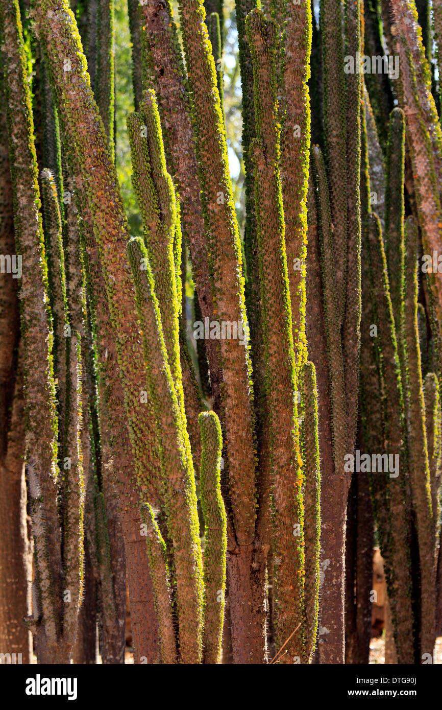 Didiera, Bryanston Game Reserve, Madagascar / Didiera (spec.) Banque D'Images