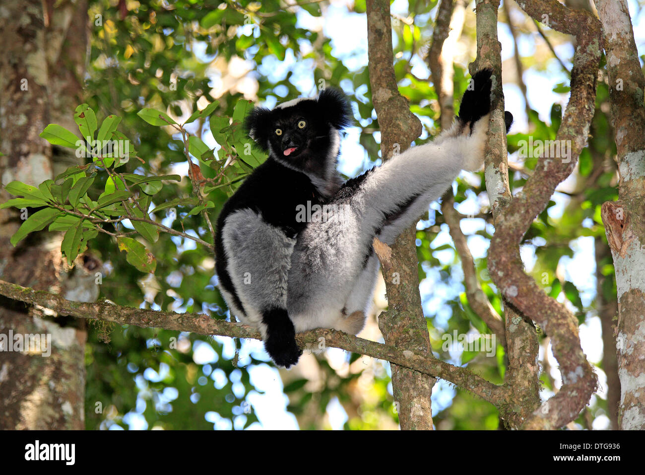 Indri, Perinet Game Reserve, Andasibe, Madagascar / (Indri Indri) Banque D'Images