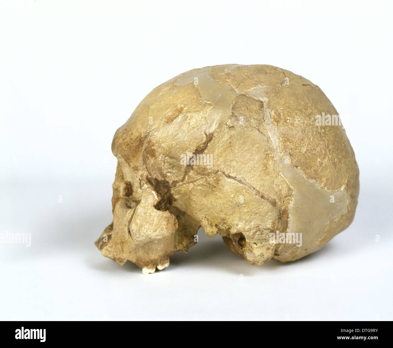 Crâne d'Homo sapiens (Wadjak 1) Banque D'Images