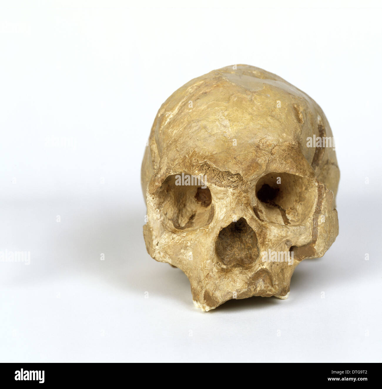 Crâne d'Homo sapiens (Wadjak 1) Banque D'Images