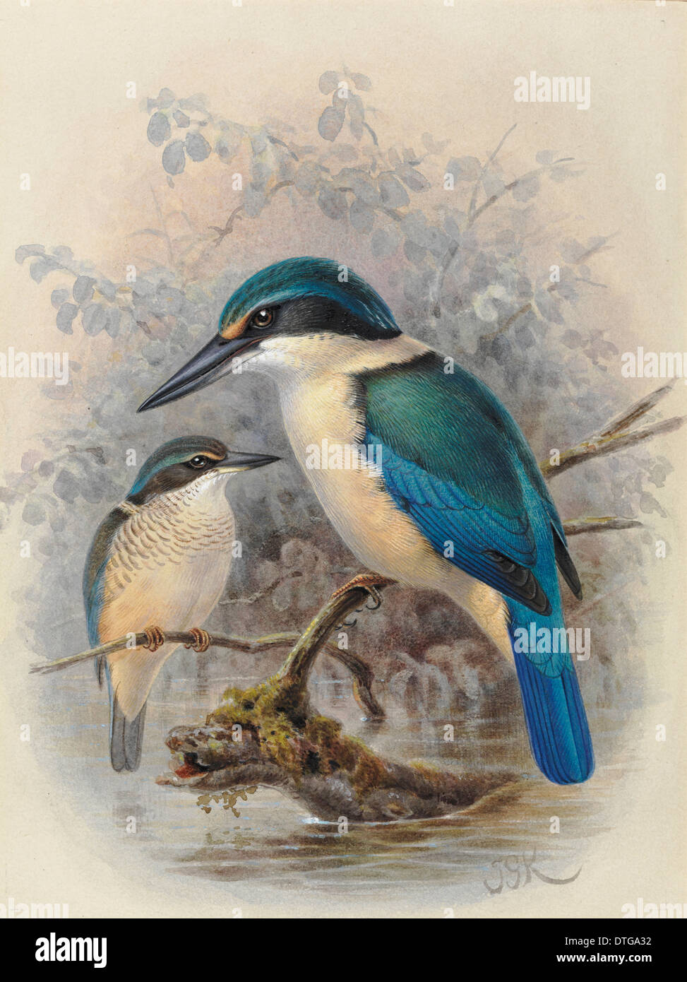 New Zealand Kingfisher Todiramphus 'Kotare', sanctus vagnas (jeunes et adultes) Banque D'Images