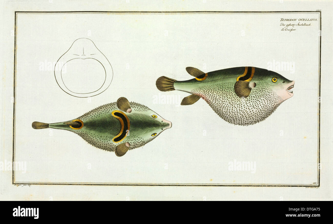 Swellfish Banque D Image Et Photos Alamy Swellfish Banque D Image Et Photos Alamy
