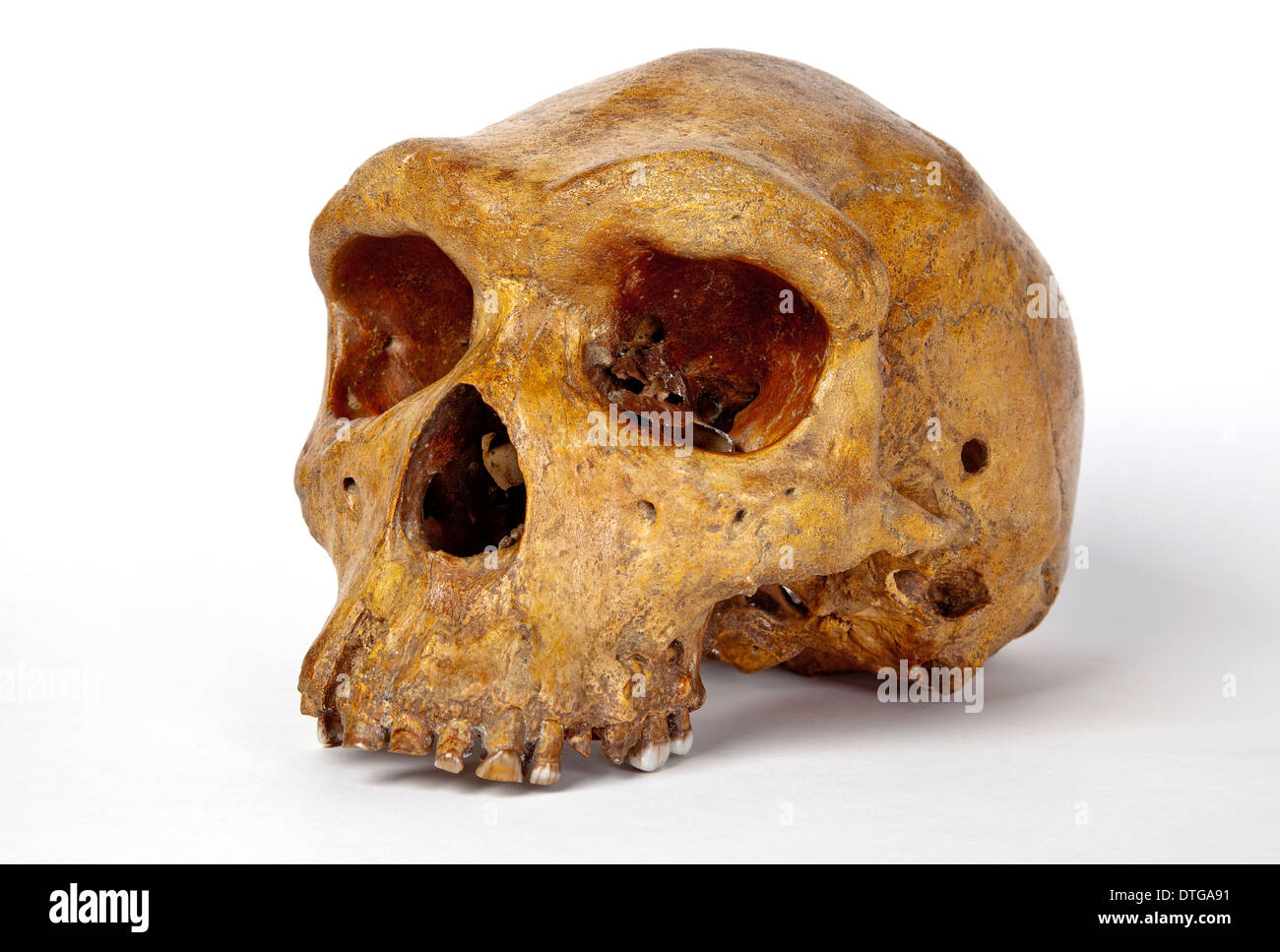 Broken Hill crâne, Homo heidelbergensis. Banque D'Images