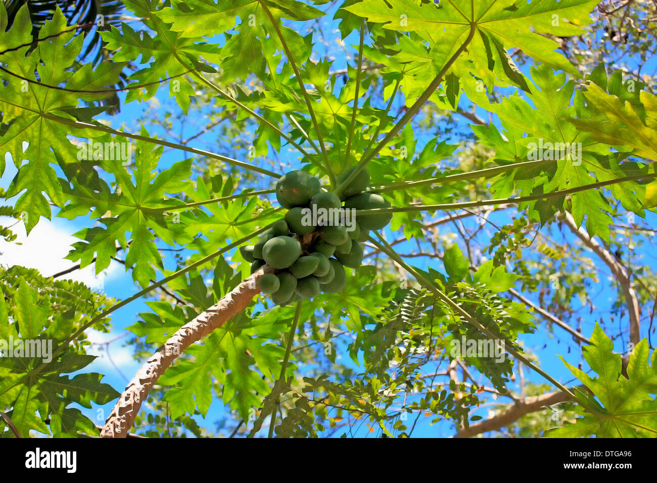 Papaya-Tree, Nosy Be, Madagascar / (Carica papaya) / Caricaceae Banque D'Images