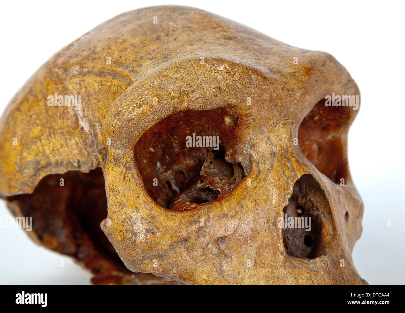 Broken Hill crâne, Homo heidelbergensis. Banque D'Images