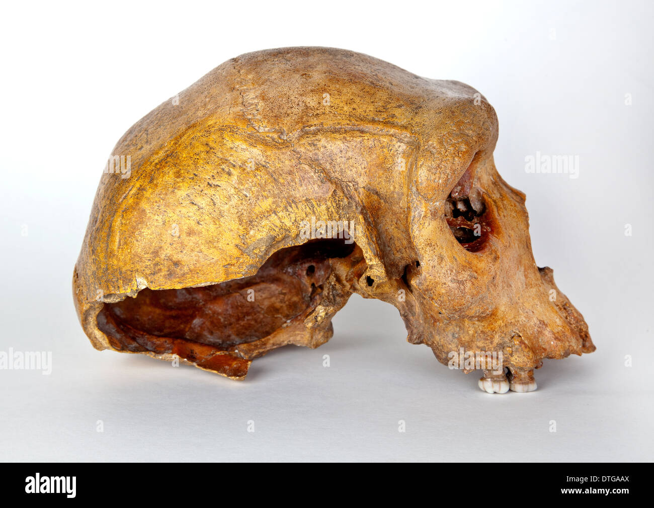 Broken Hill crâne, Homo heidelbergensis. Banque D'Images