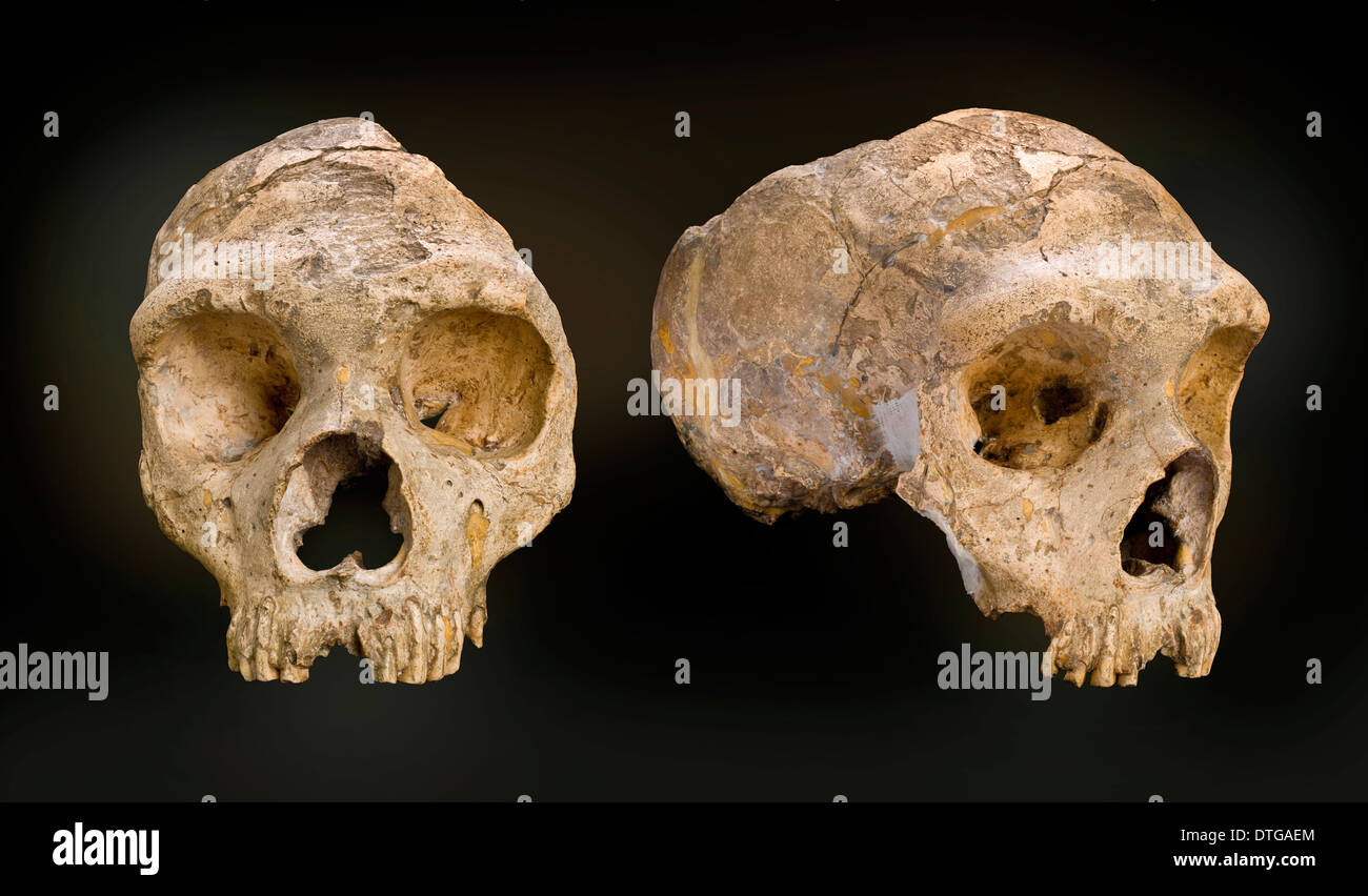 Homo neanderthalensis (calpicus) cranium Banque D'Images