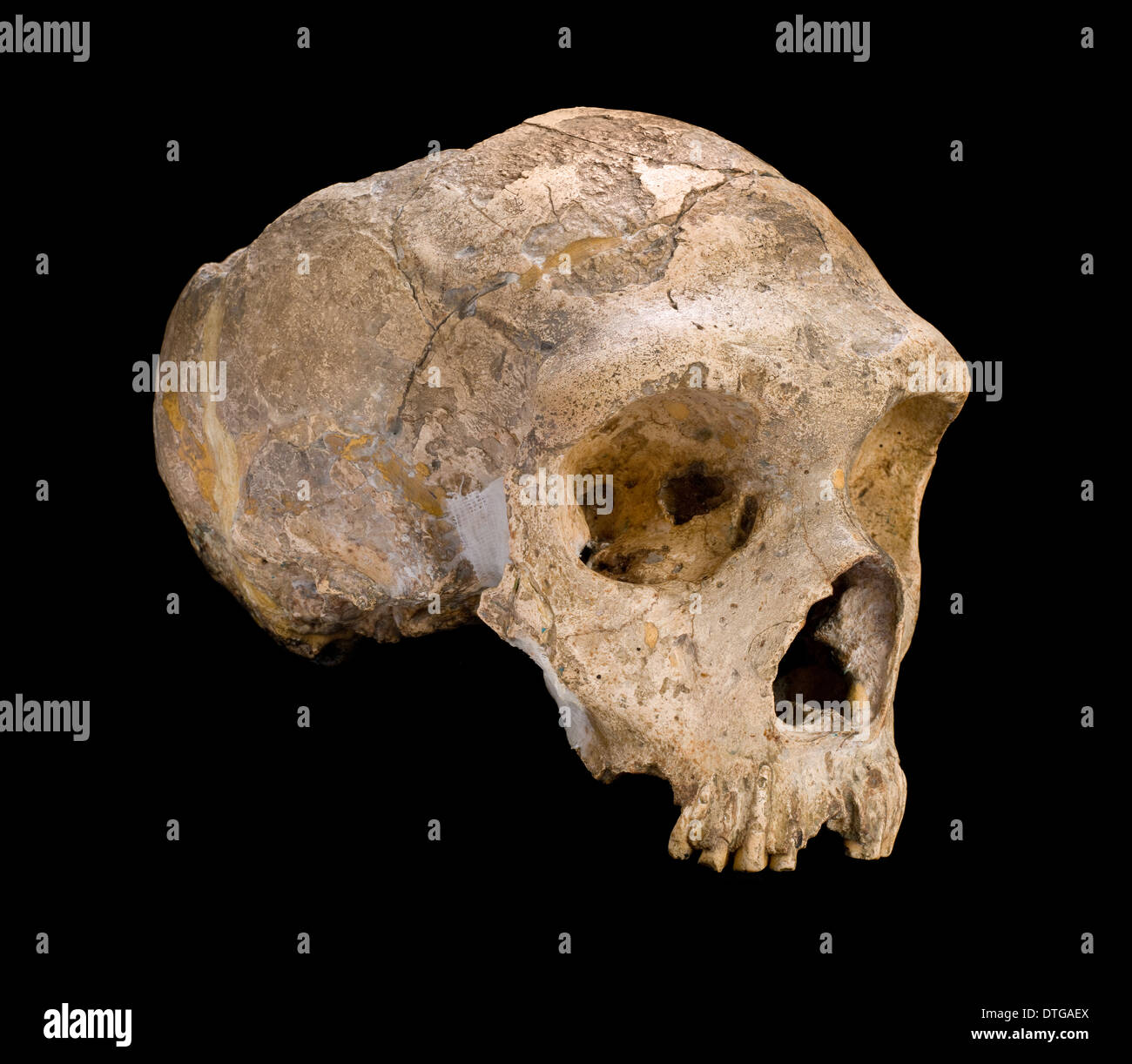 Homo neanderthalensis (calpicus) cranium Banque D'Images
