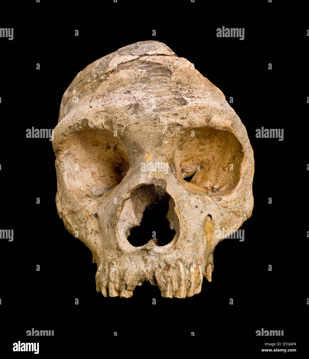 Homo neanderthalensis (calpicus) cranium Banque D'Images