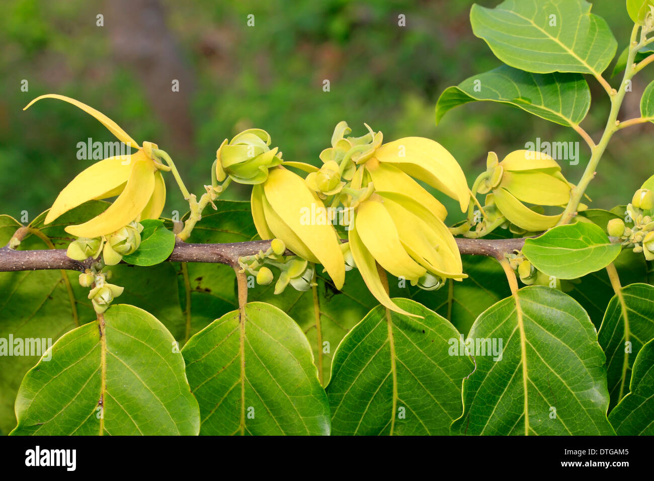 Ylang Ylang Nosy Be Madagascar Cananga Odorata Annonaceae Photo Stock Alamy Ylang Ylang Nosy Be Madagascar Cananga Odorata Annonaceae Photo Stock Alamy