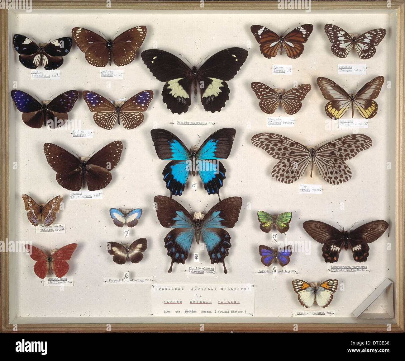 Wallace's papillons Banque D'Images